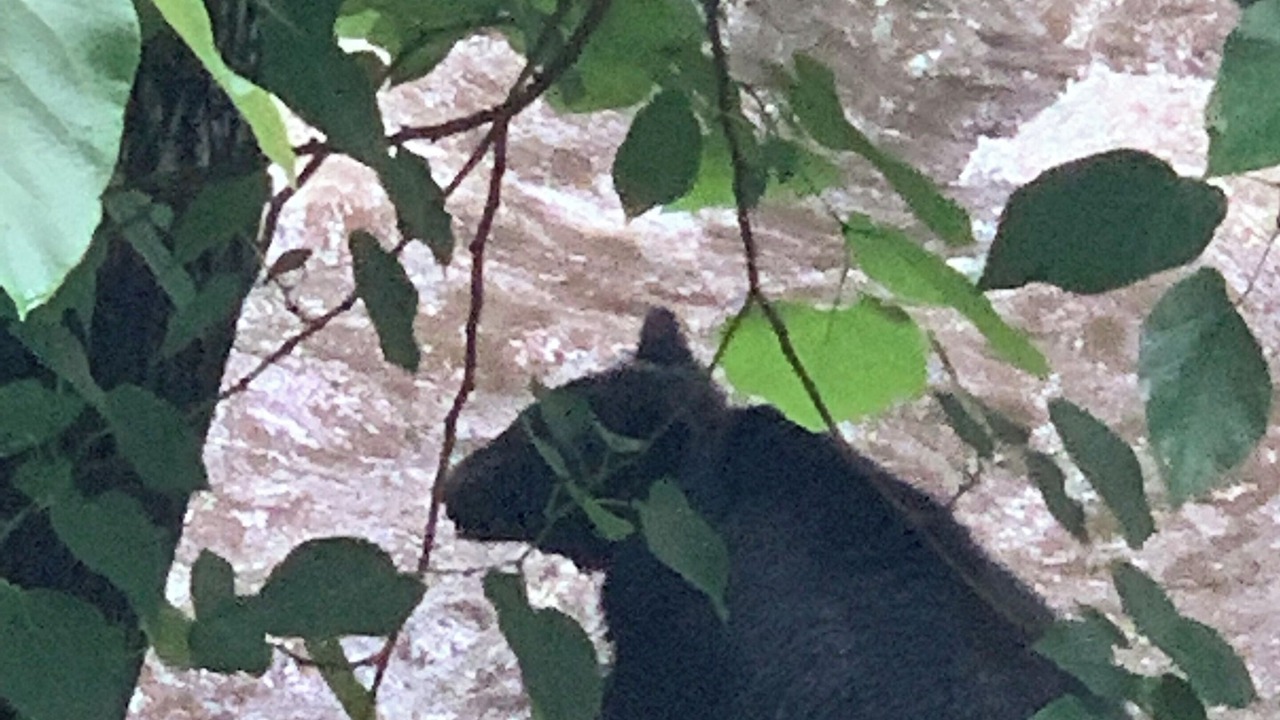 Photo of Others in Gatlinburg
