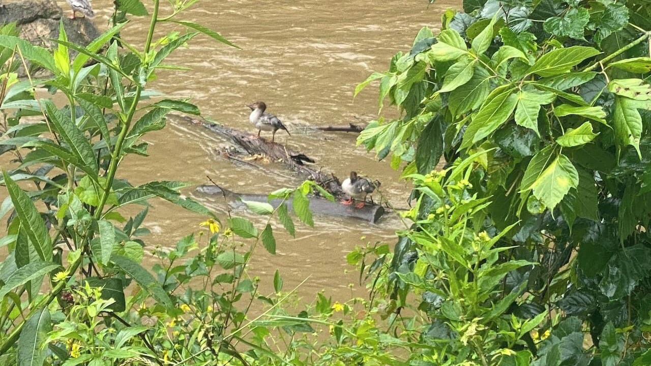 Photo of Others in Antietam