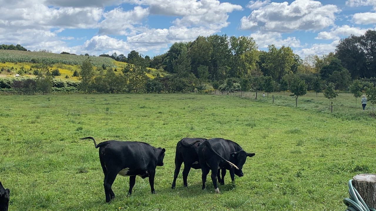 Photo of Outdoor in Chautauqua