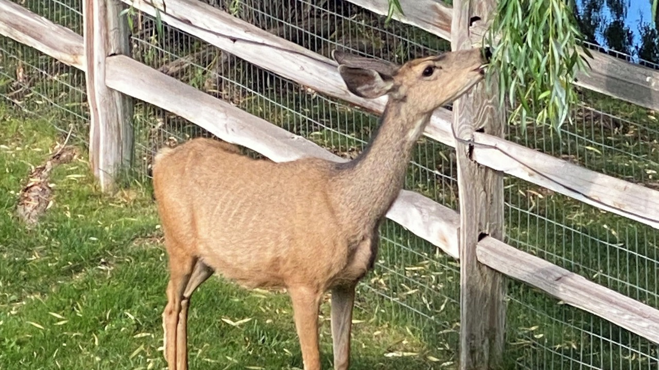 Photo of Outdoor in Cerise Ranch