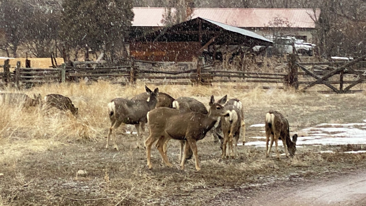 Photo of Others in Cerise Ranch