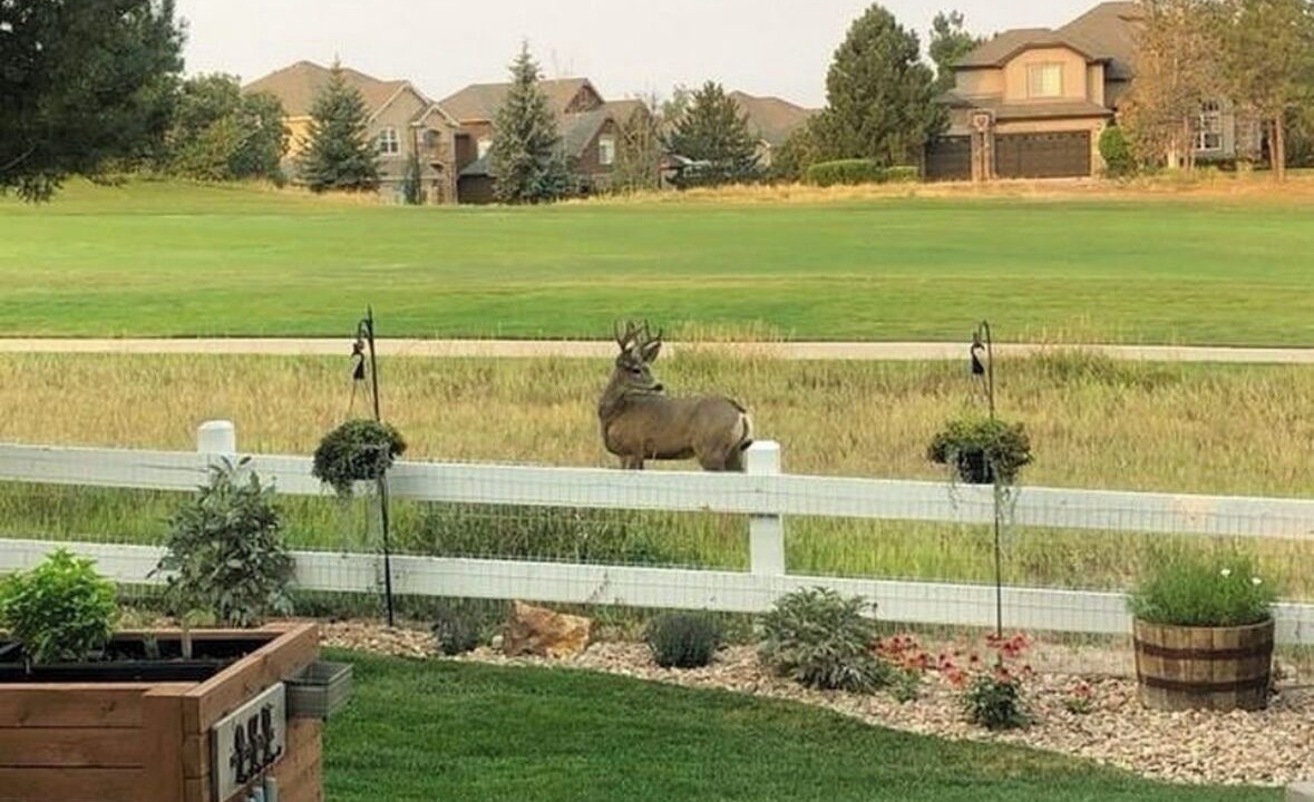 Photo of Outdoor in Castle Pines North