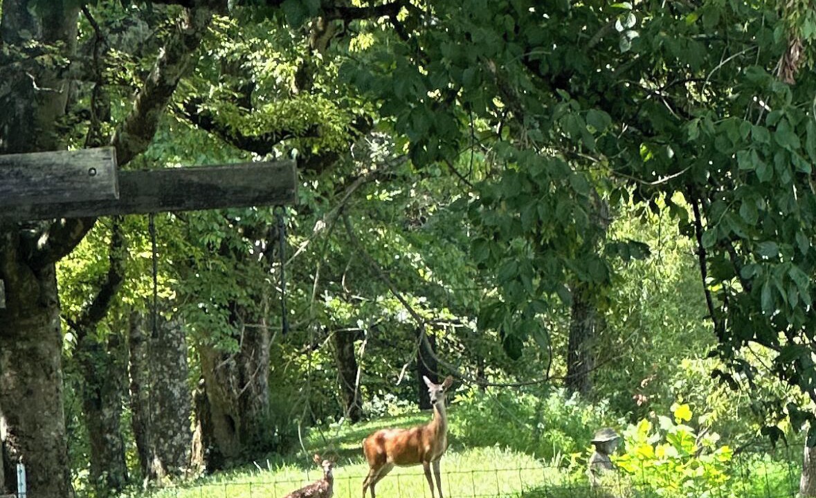 Photo of Others in Pulaski