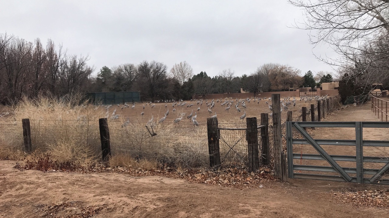 Photo of Outdoor in Corrales