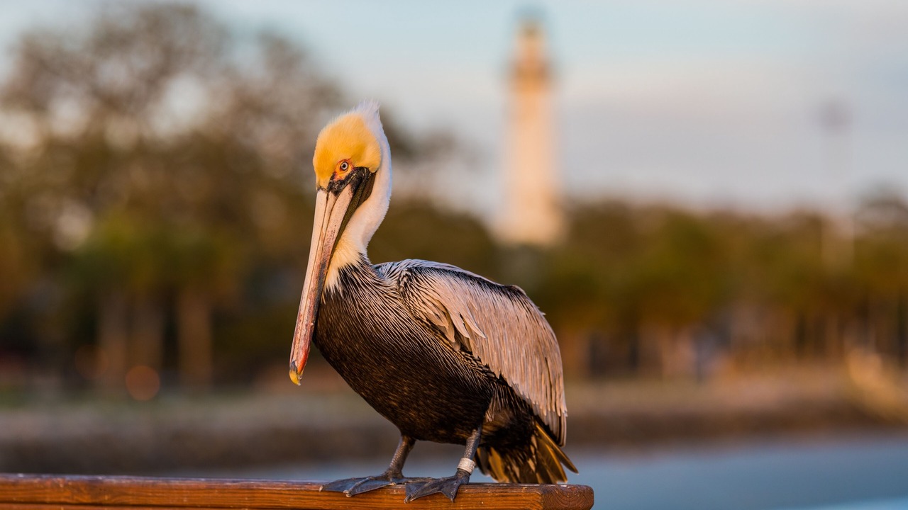Photo of Others in St. Simons Island
