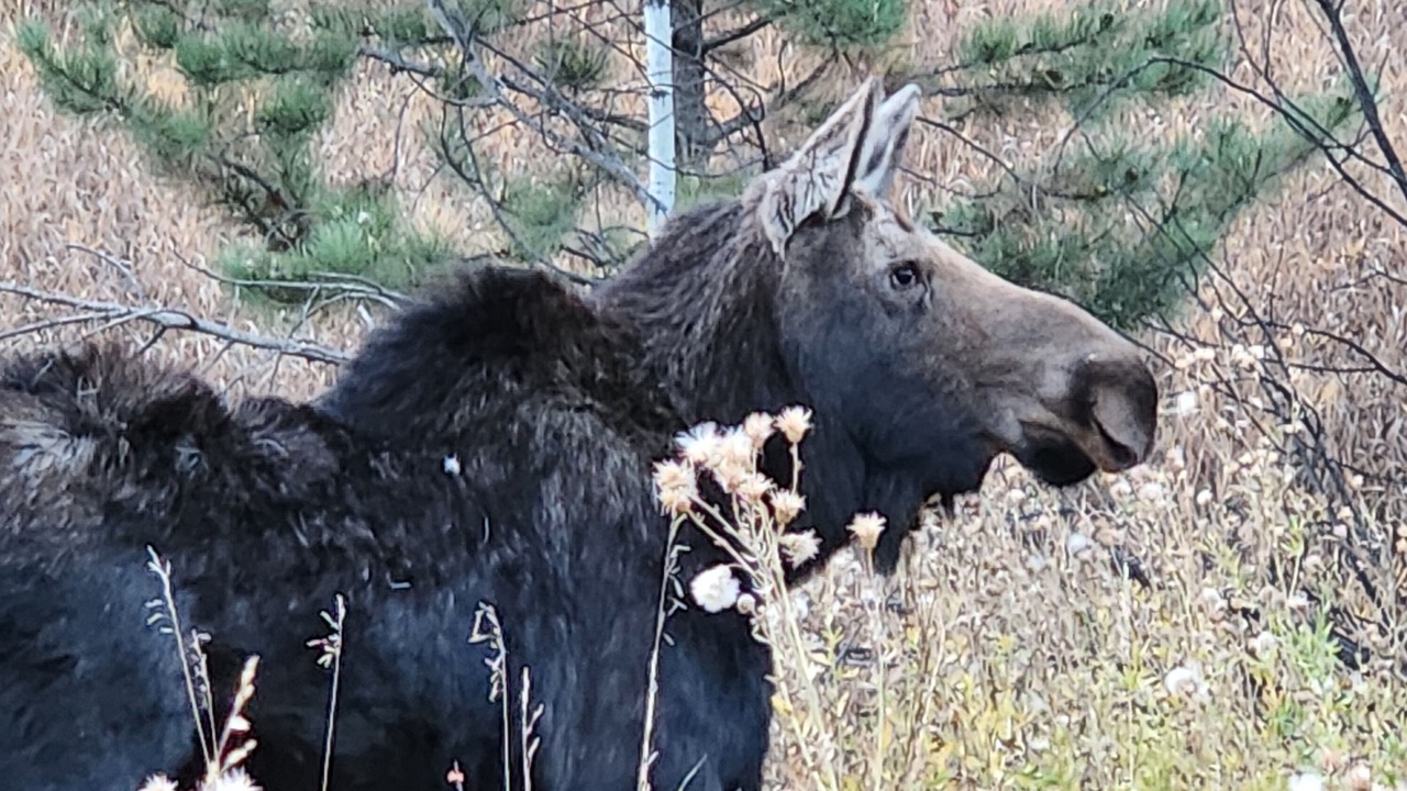 Photo of Others in Lyons