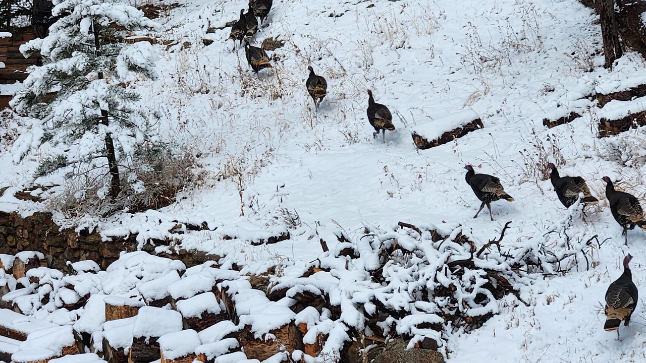 Photo of Others in Lyons