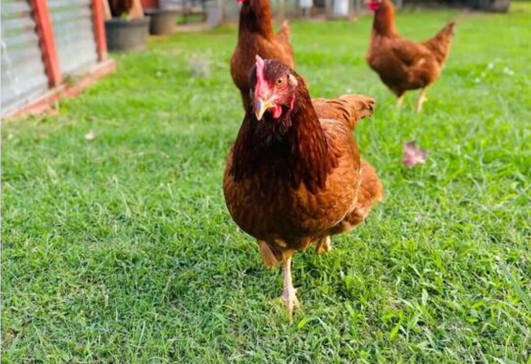 Photo of Others in Spring Hill