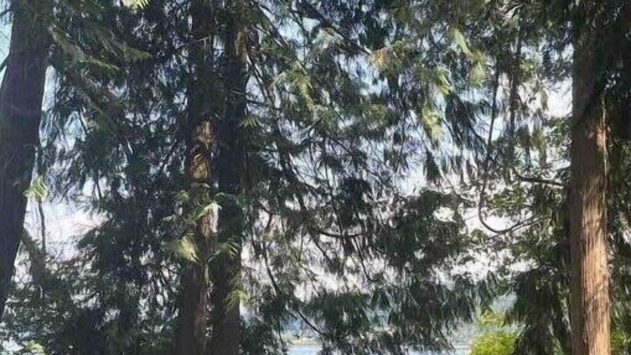 Photo of Others in East Lake Hills
