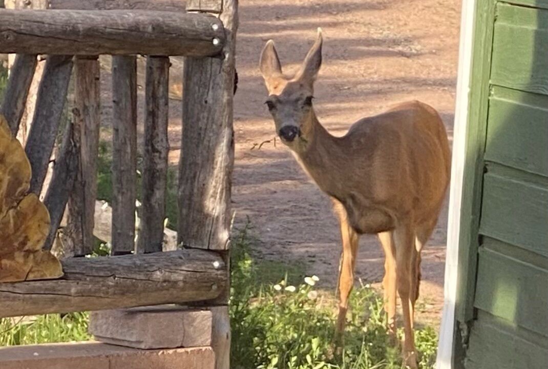 Photo of Outdoor in Shadow Mountain