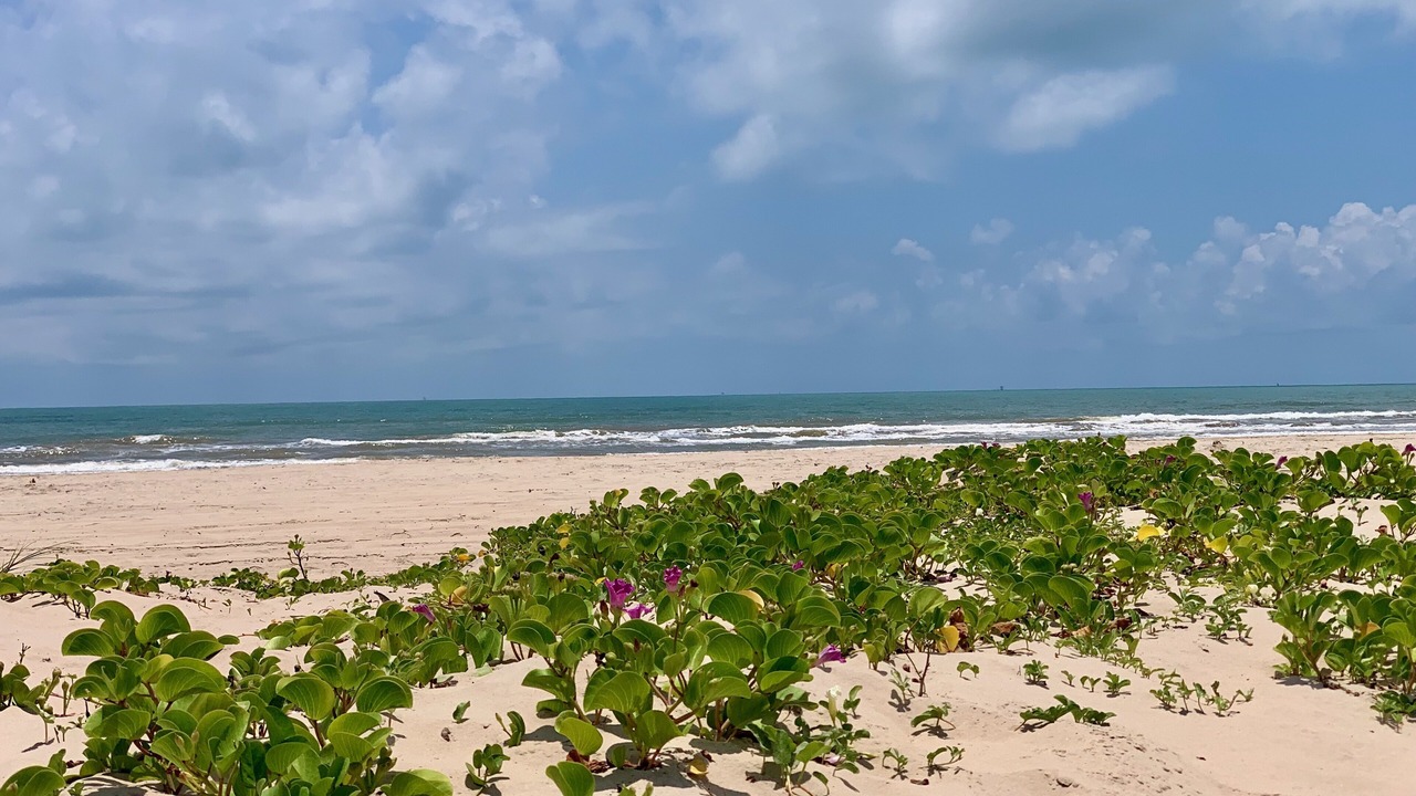 Photo of Others in Matagorda