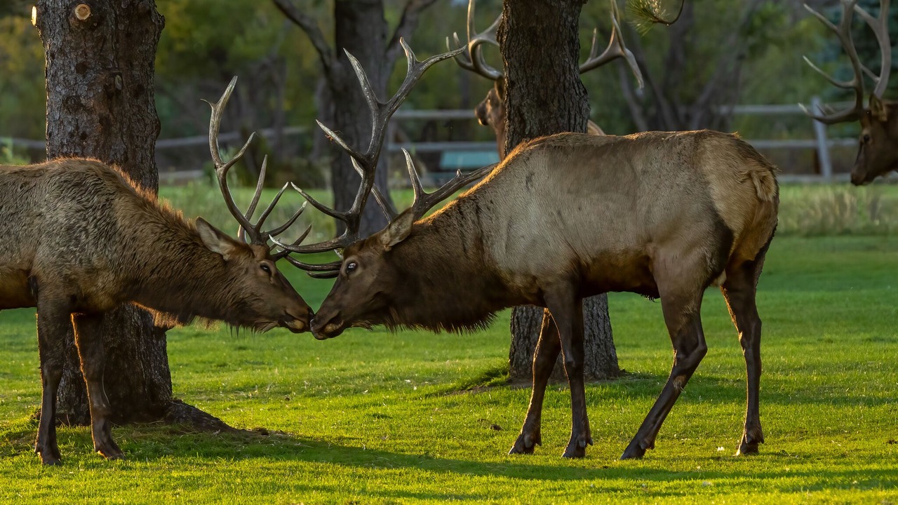 Photo of Others in Estes Park