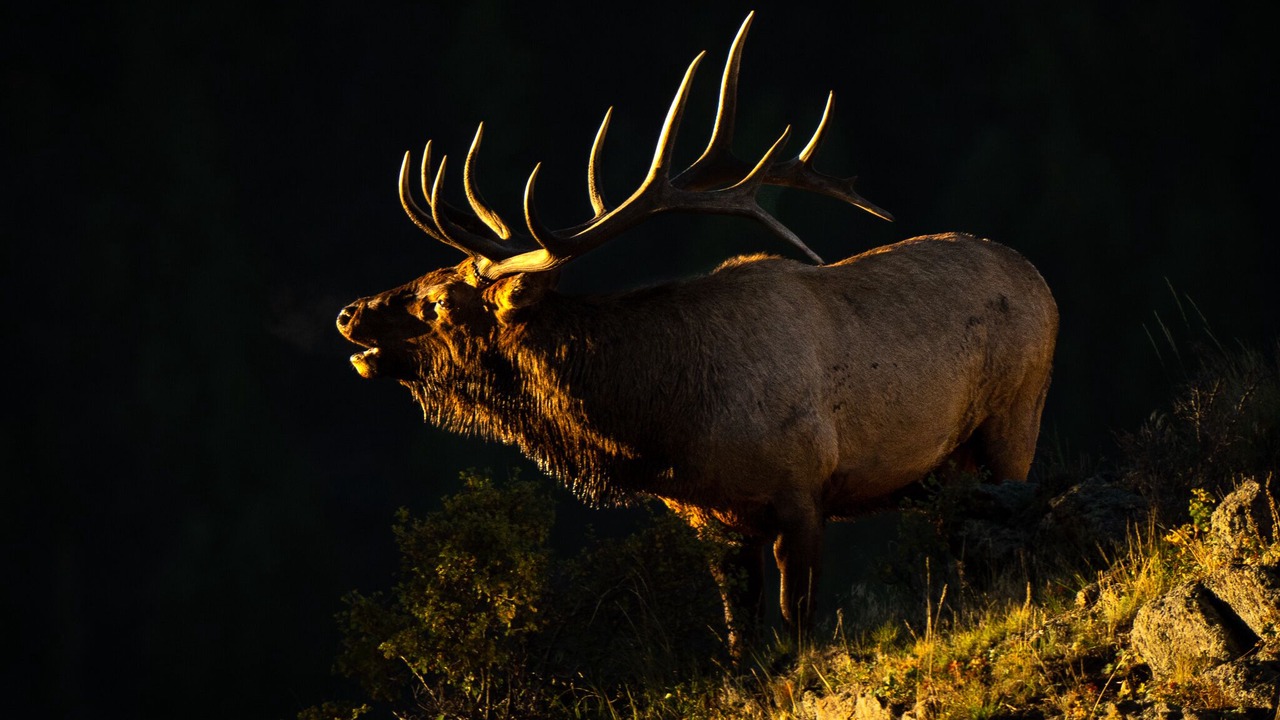 Photo of Others in Estes Park