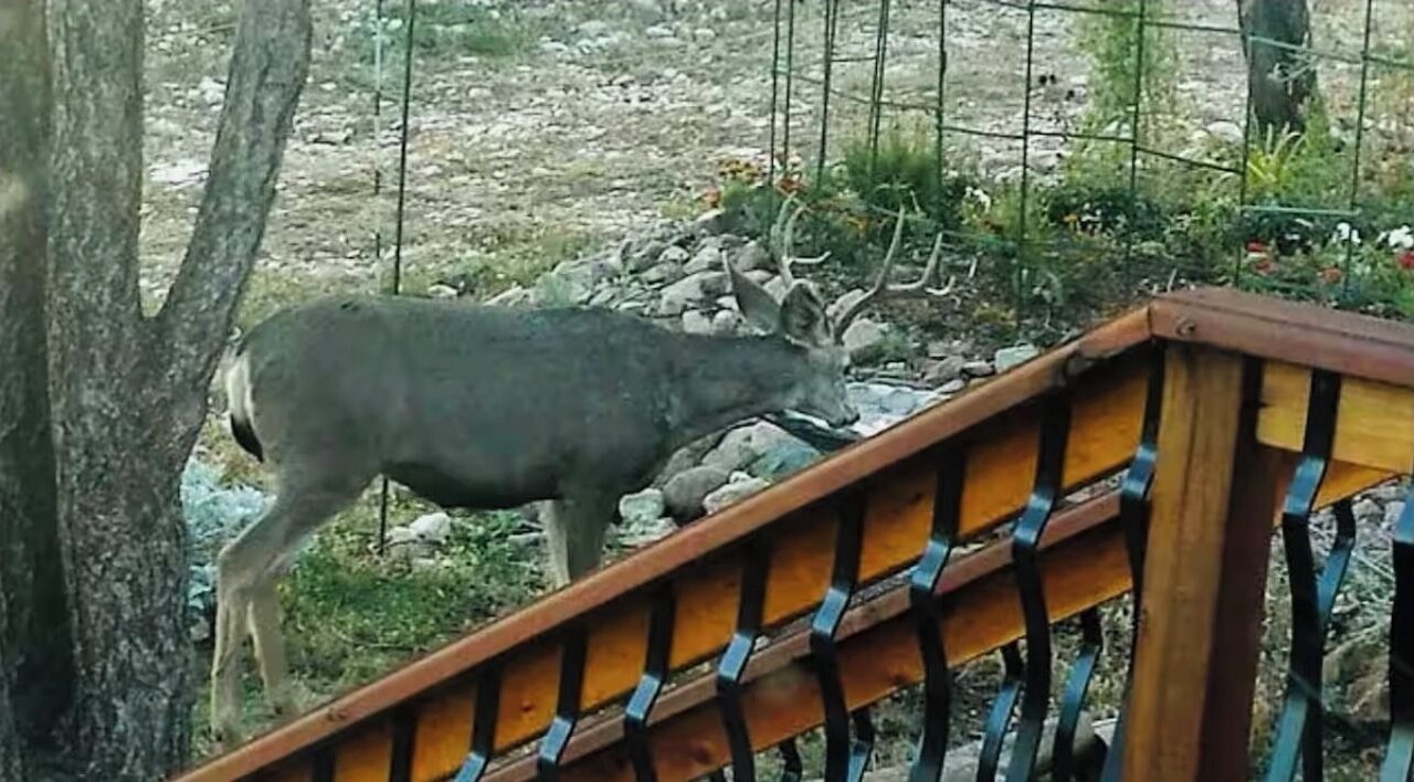 Photo of Others in Ruidoso Downs
