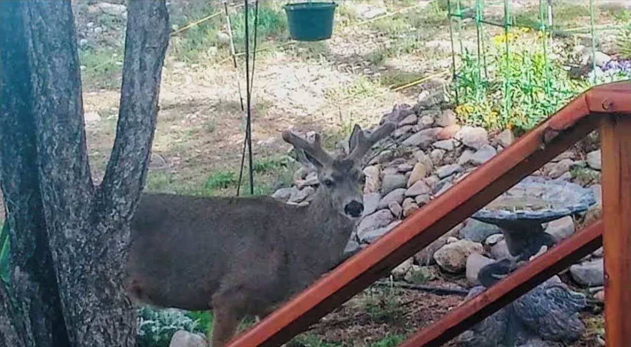 Photo of Others in Ruidoso Downs