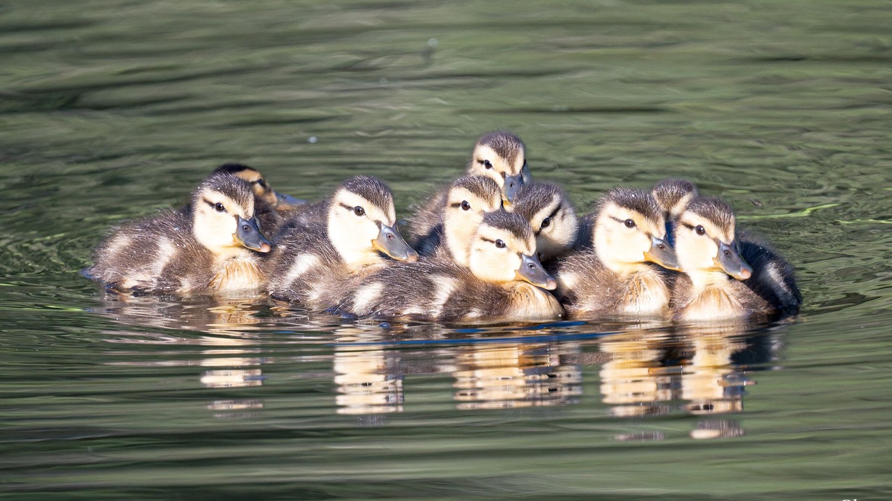 Photo of Others in Arlington