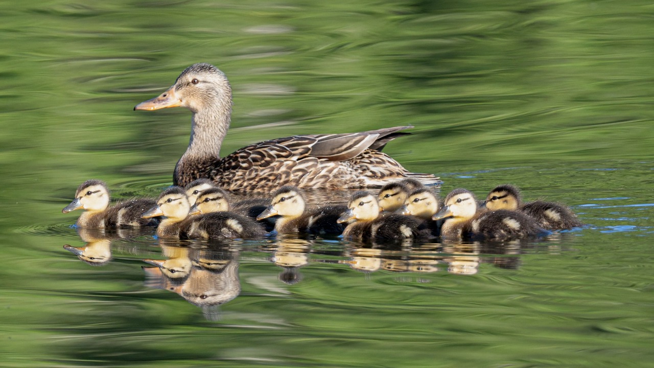 Photo of Others in Arlington