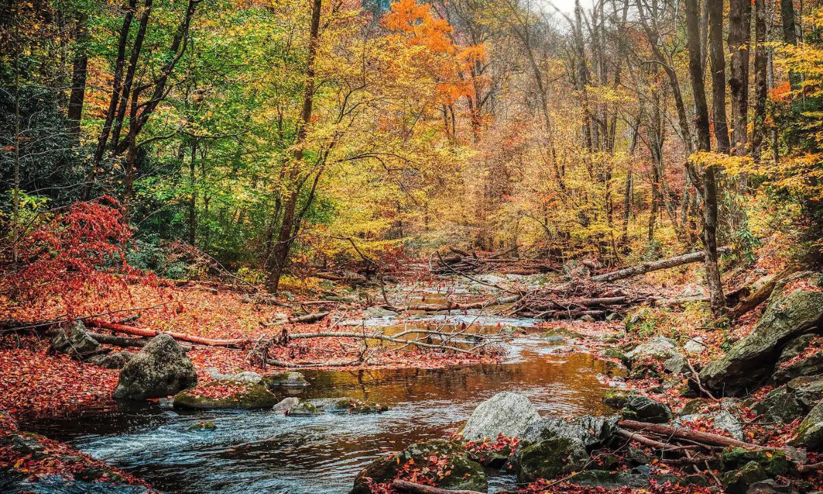 Photo of Others in Black Bear Falls