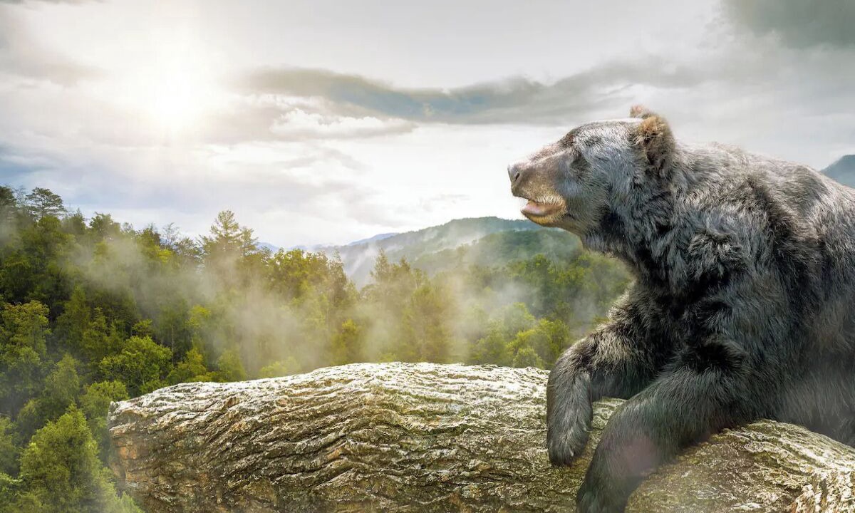 Photo of Others in Black Bear Falls