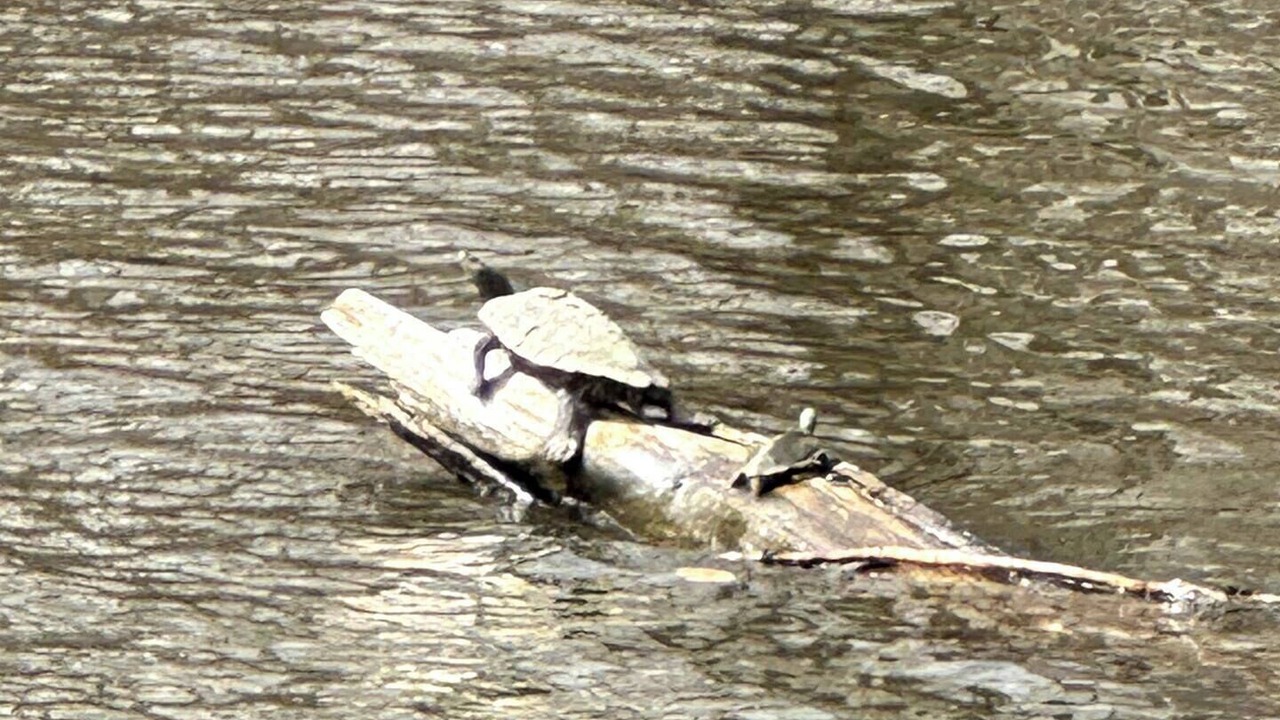Photo of Others in Paw Paw Lake