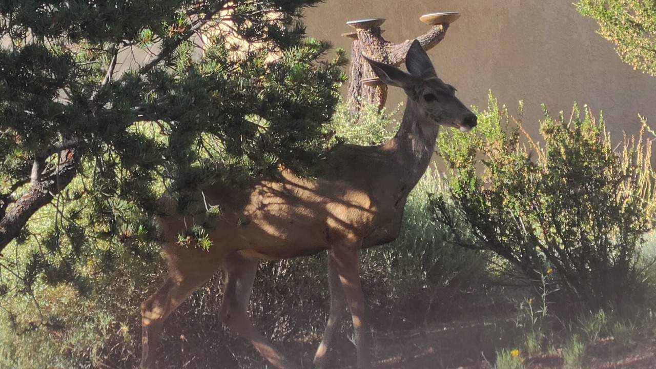 Photo of Others in Sandia Heights South