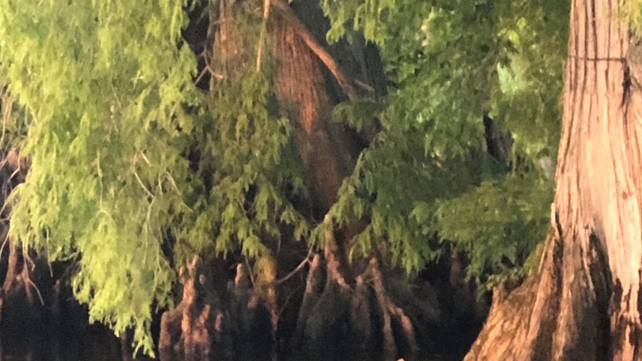 Photo of Others in Hornbeak