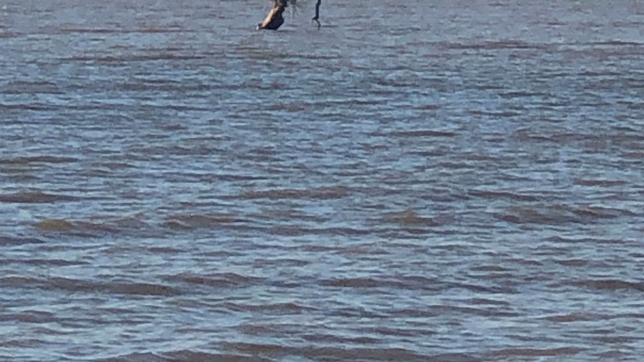 Photo of Others in Hornbeak