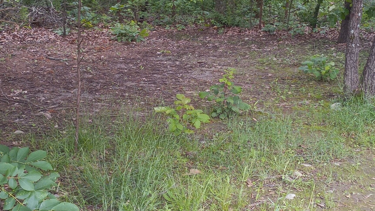 Photo of Others in Elkland