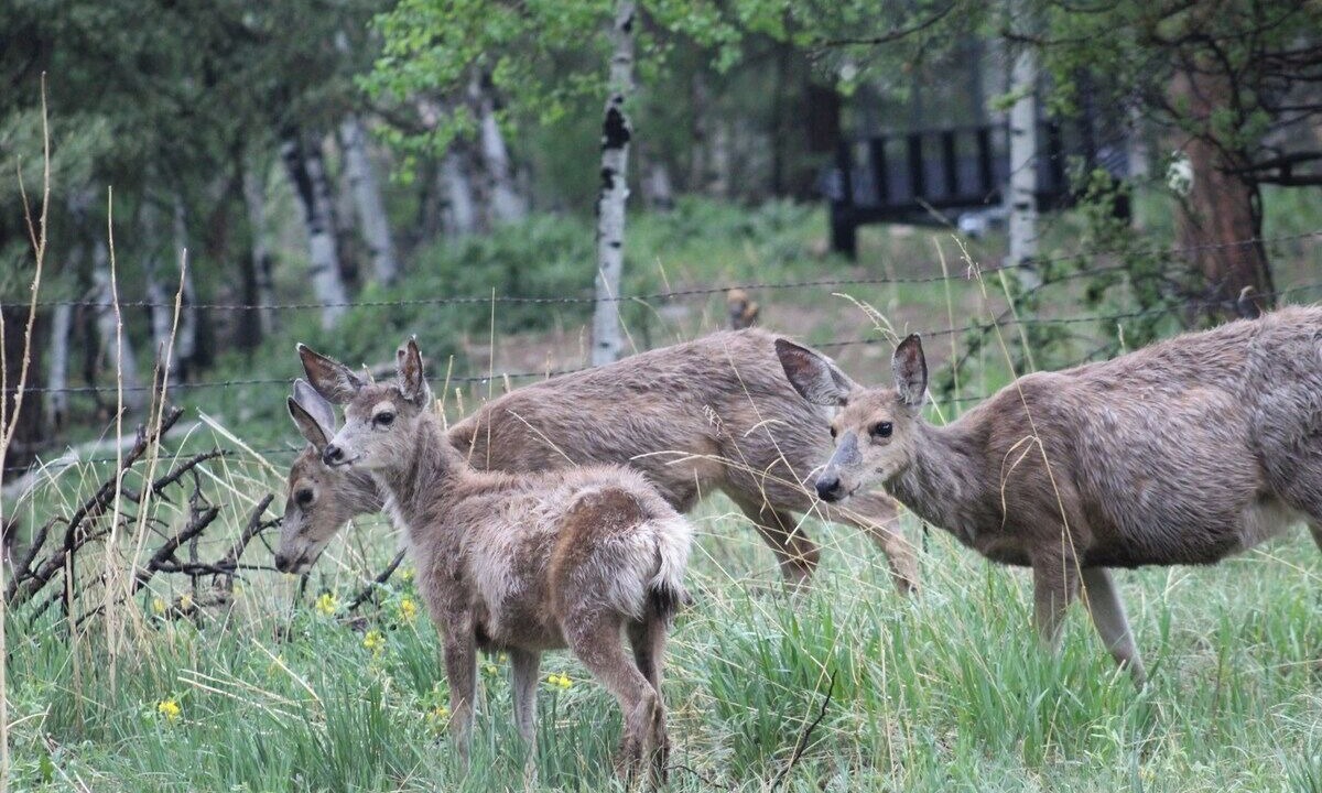 Photo of Others in Evergreen