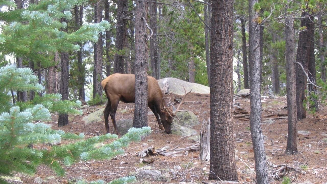 Photo of Others in Allenspark