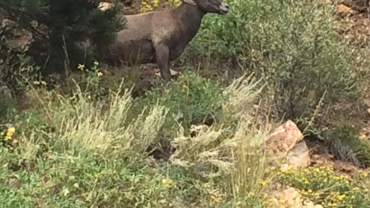 Photo of Others in Idaho Springs