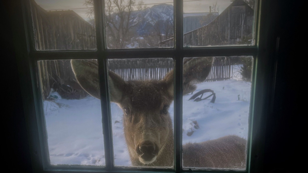 Photo of Others in La Veta