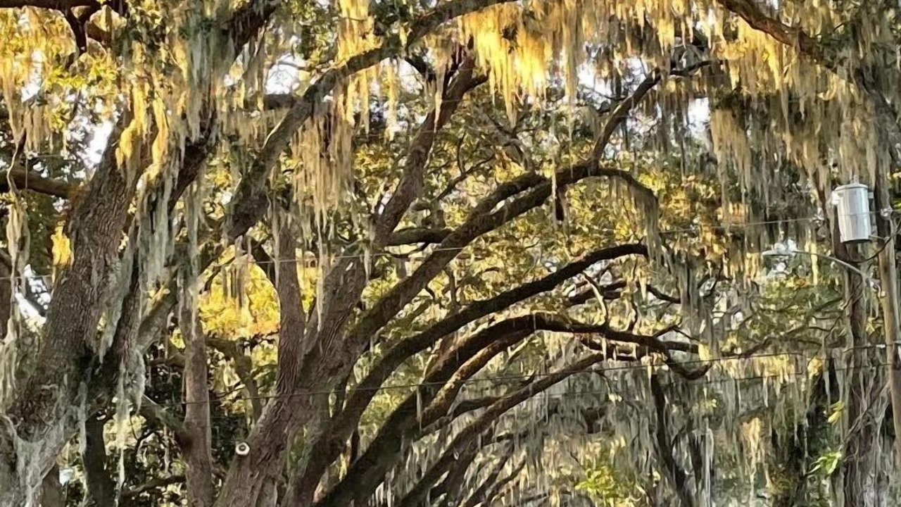 Photo of Others in St. Augustine