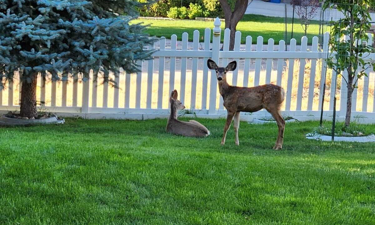 Photo of Outdoor in Elk Ridge