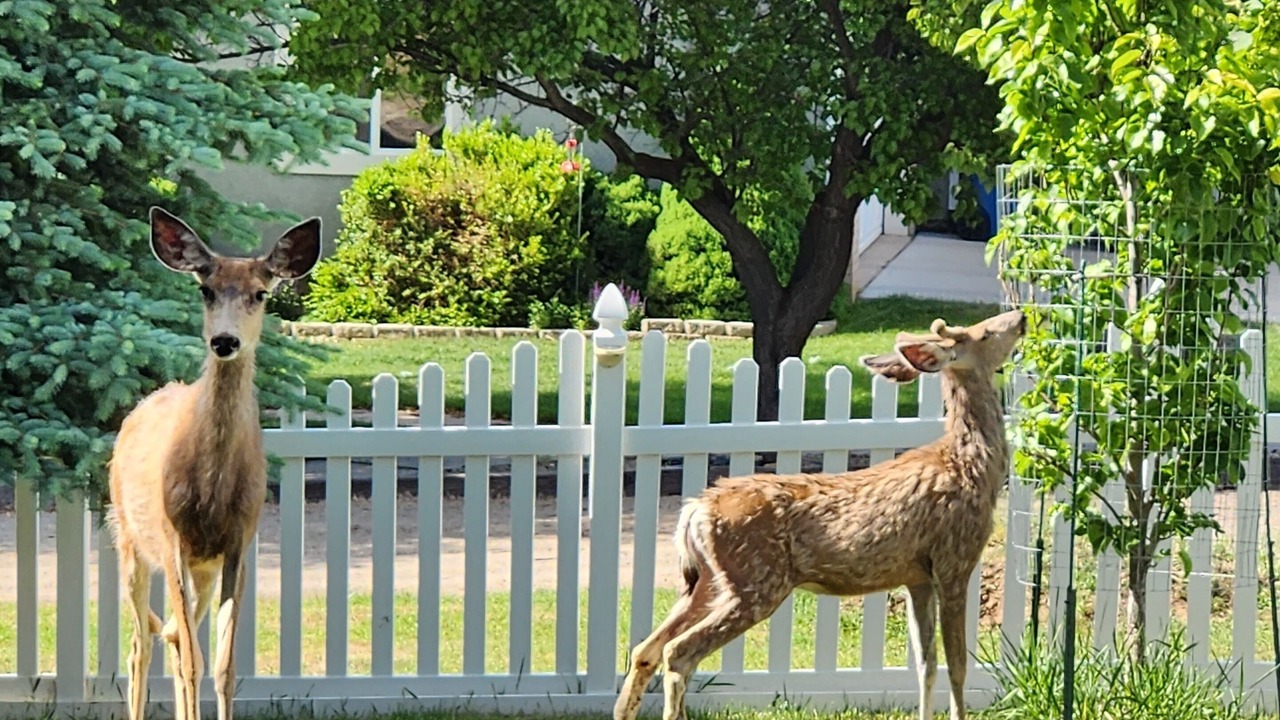 Photo of Outdoor in Elk Ridge
