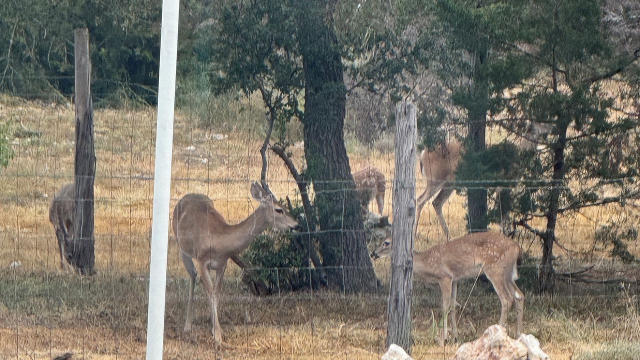 Photo of Others in Spring Branch
