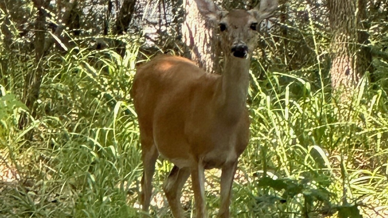 Photo of Others in Holly Lake Ranch