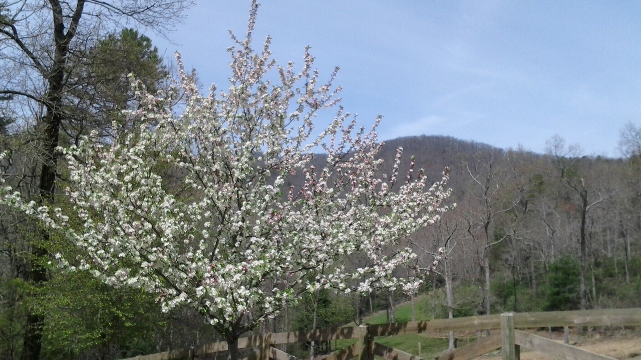 Photo of Outdoor in Ellijay