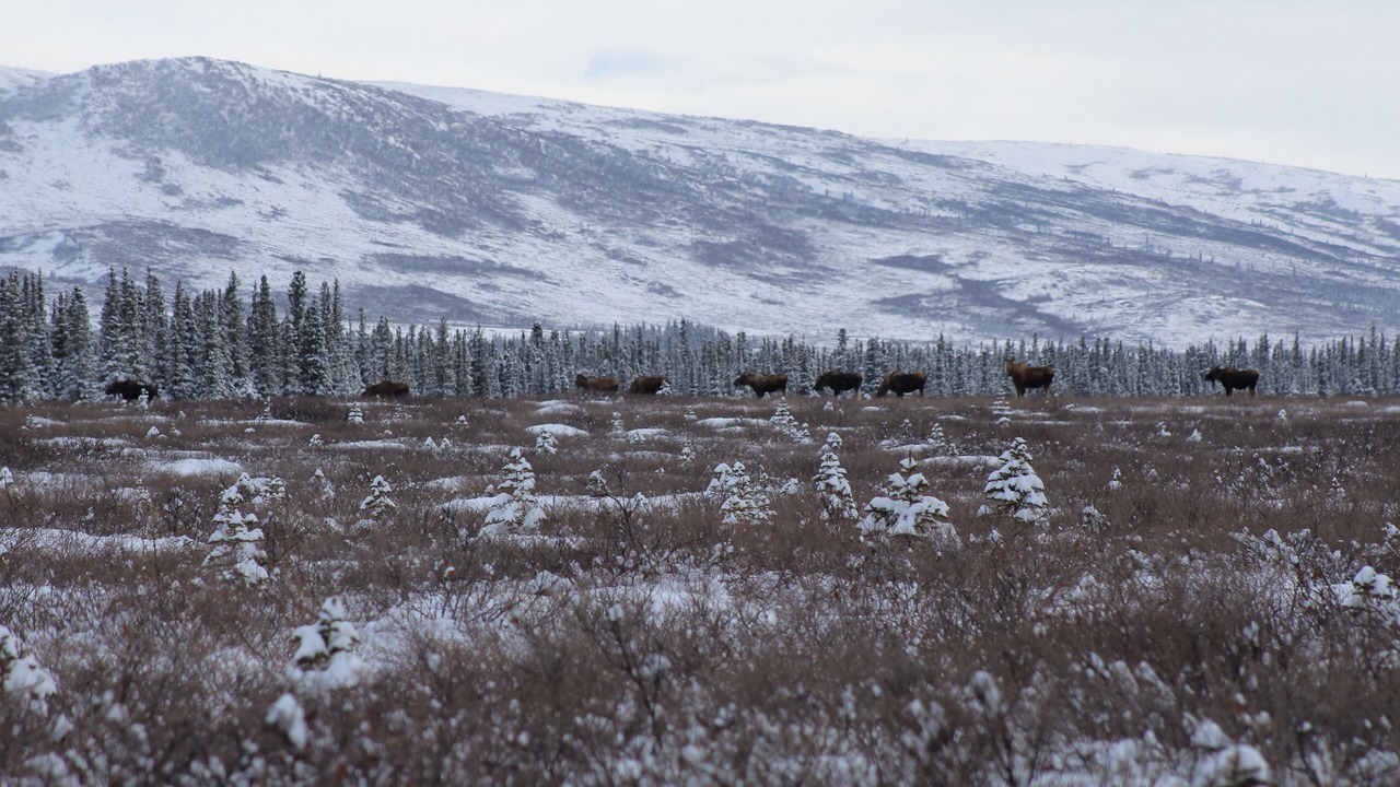 Photo of Outdoor in North Pole