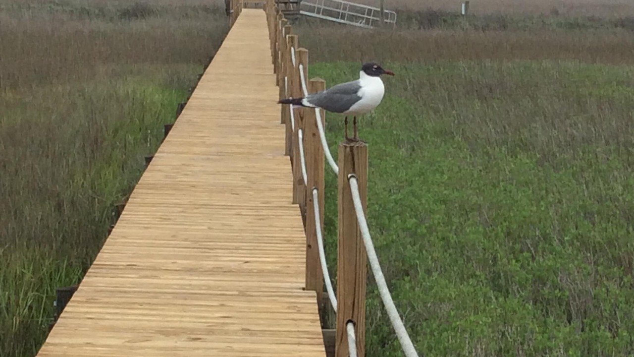 Photo of Outdoor in Seabrook Island