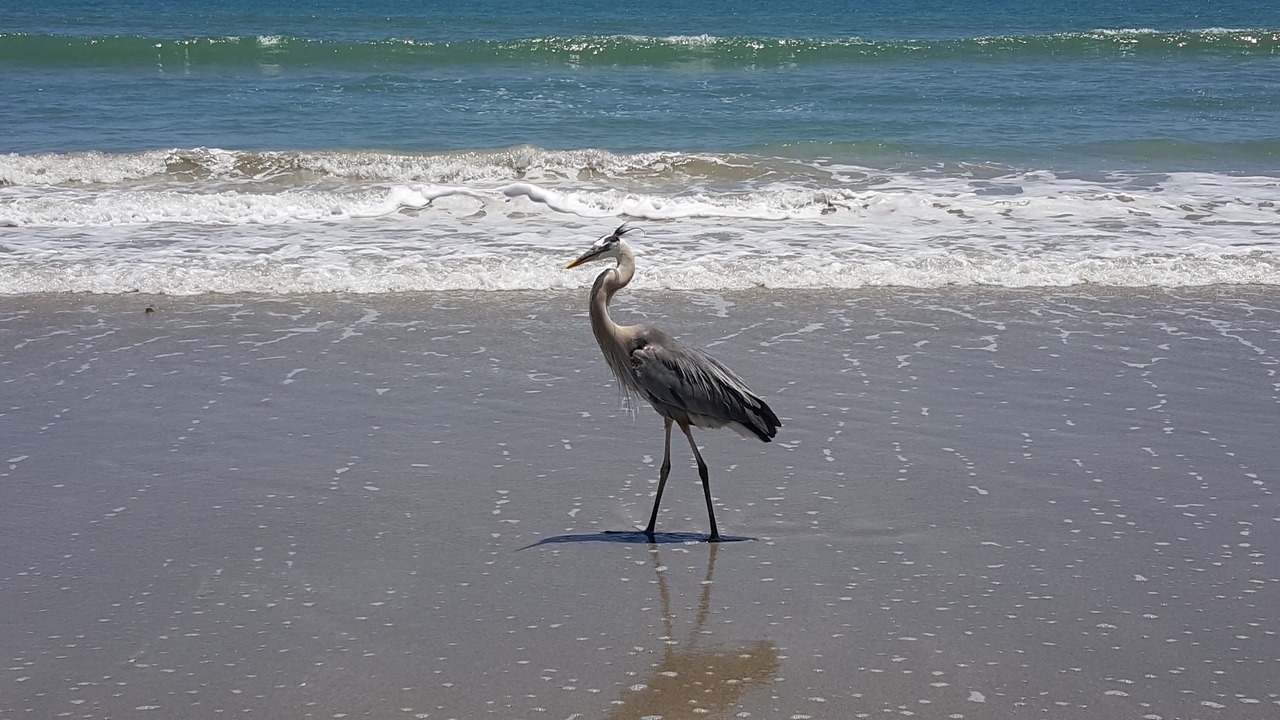 Photo of Others in Port Canaveral
