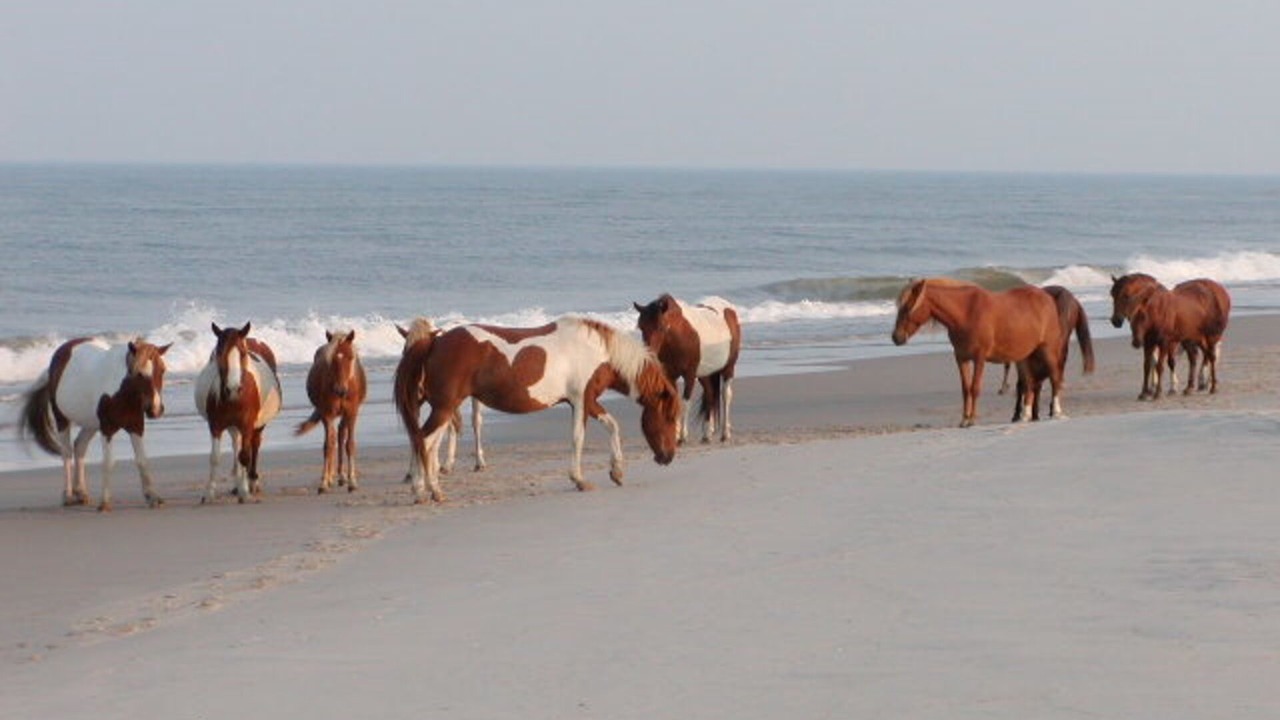 Photo of Others in Bayside