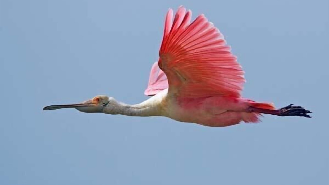 Photo of Others in Port Aransas
