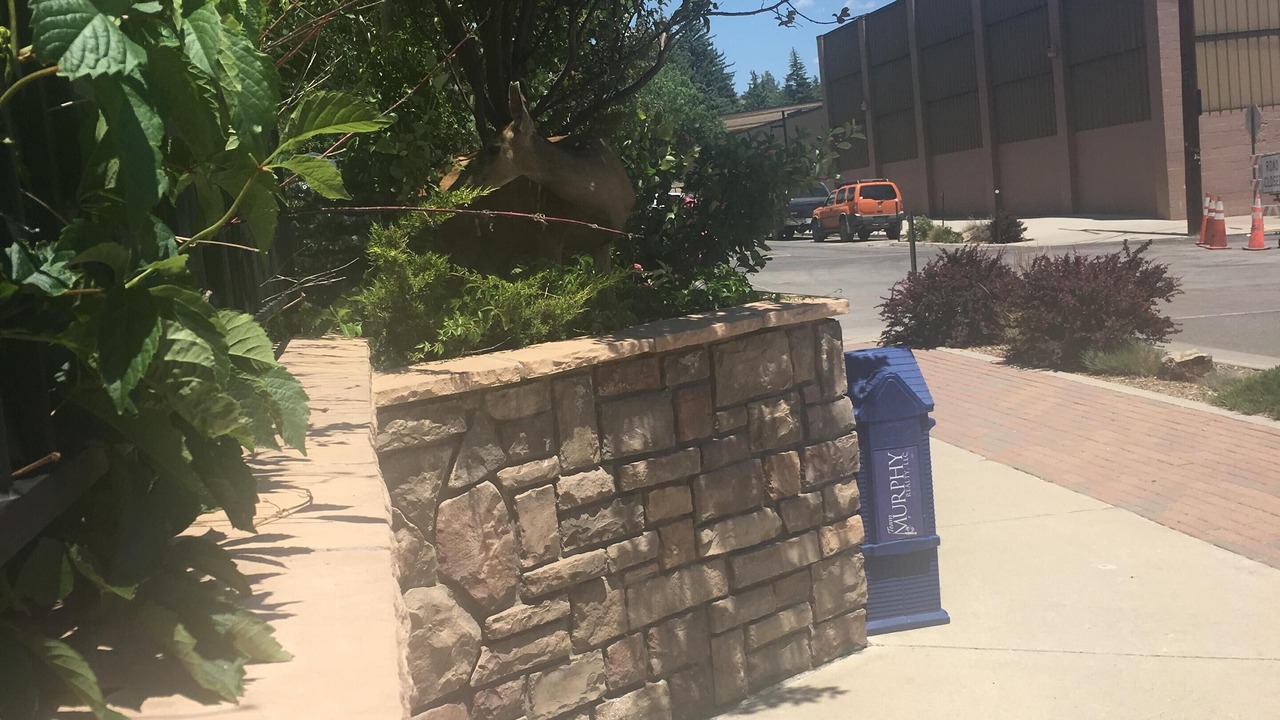 Photo of Others in Pagosa Springs