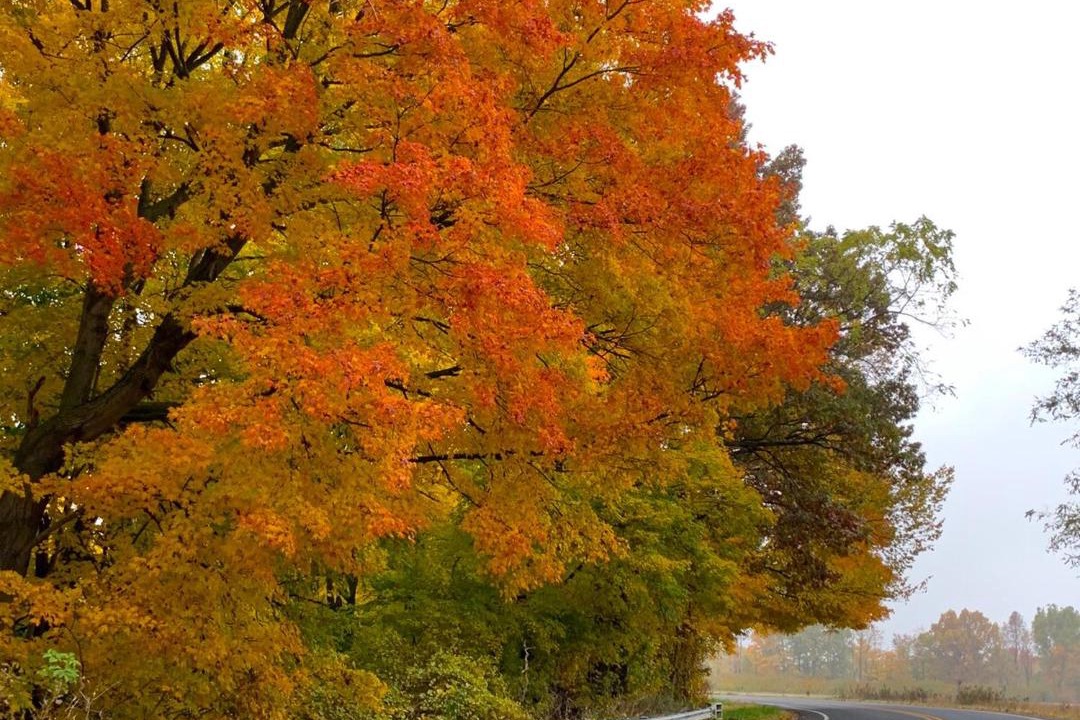 Photo of Others in Berrien Springs