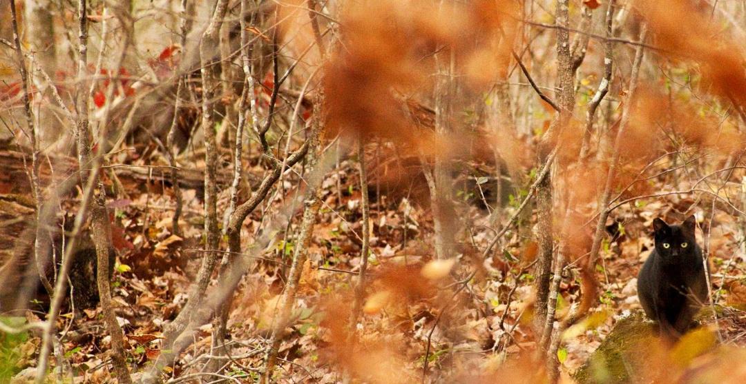 Photo of Others in Greeneville