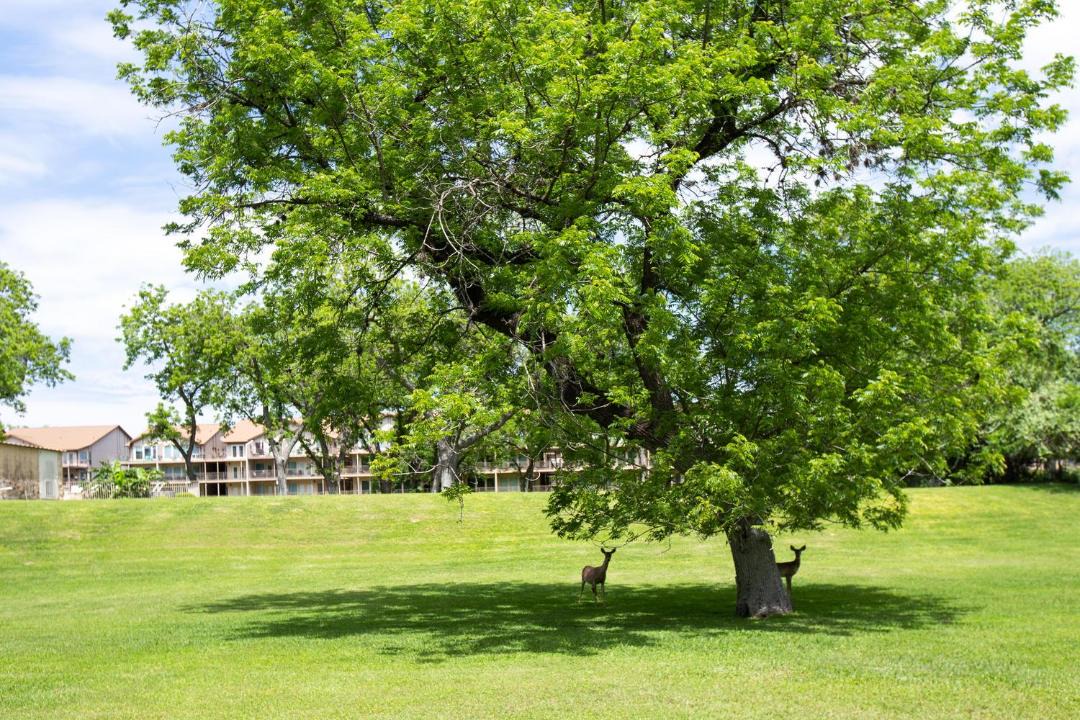 Photo of Others in New Braunfels