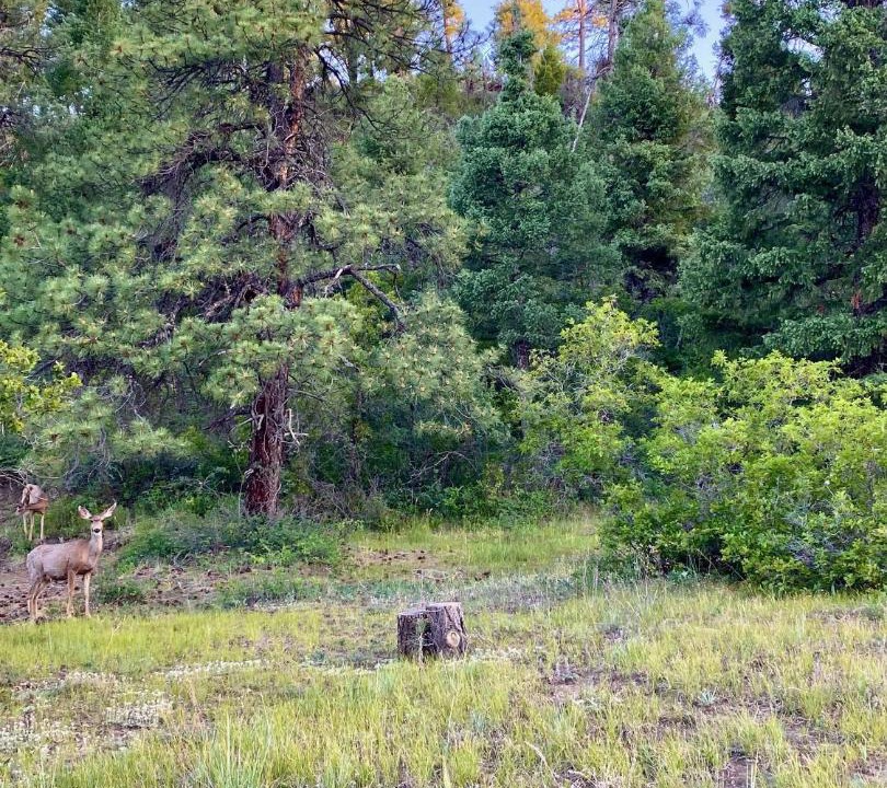 Photo of Others in Pagosa Hills