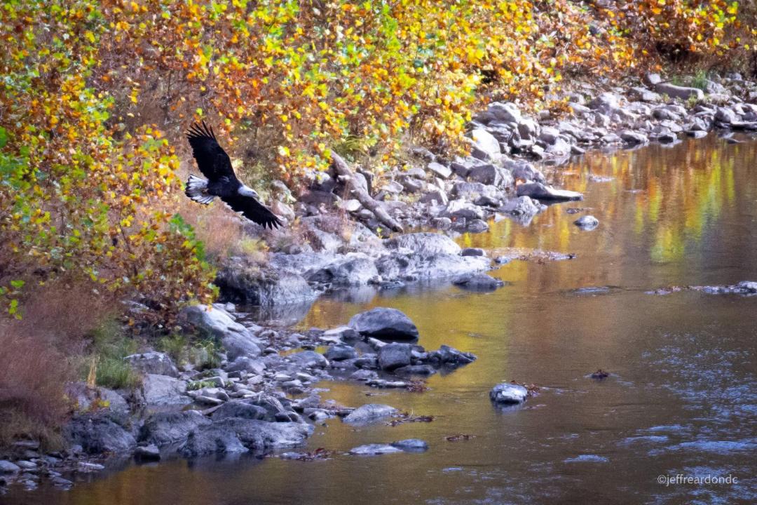 Photo of Others in Great Cacapon