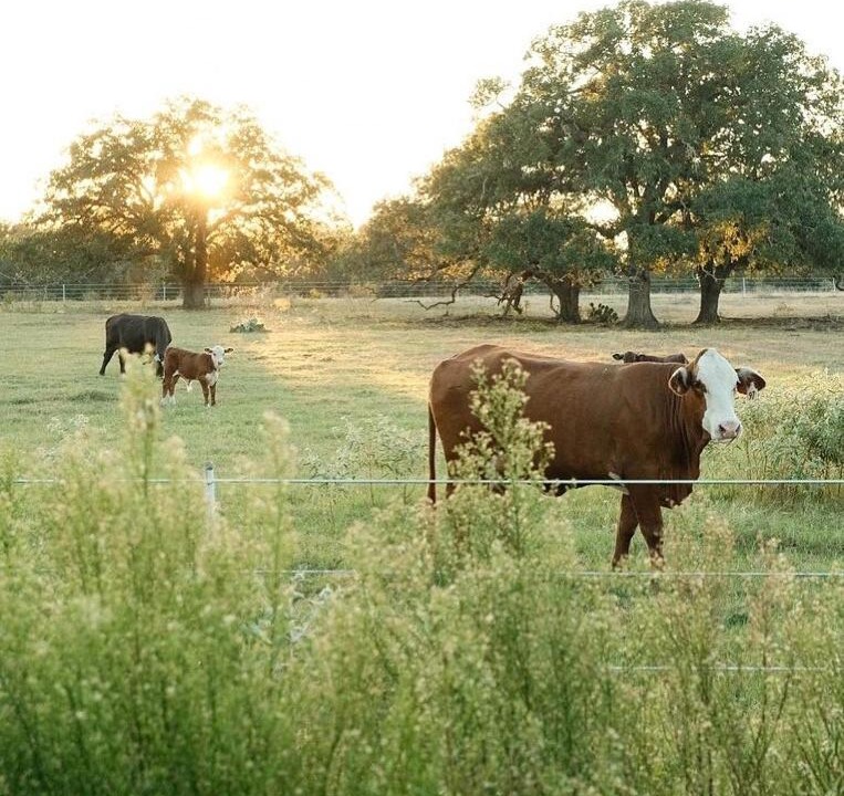 Photo of Others in Cedar Creek